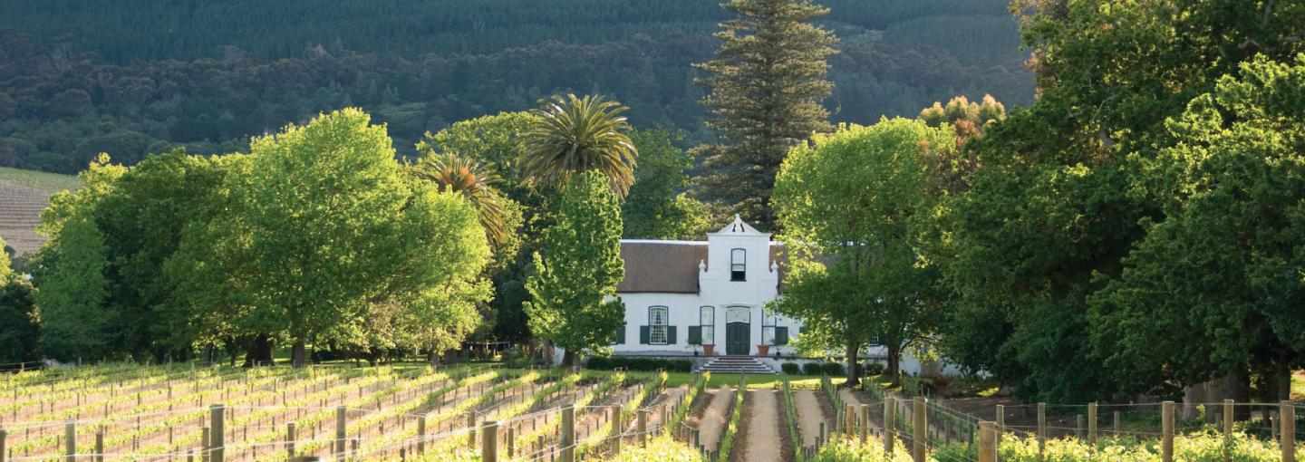 Capetown Vineyard