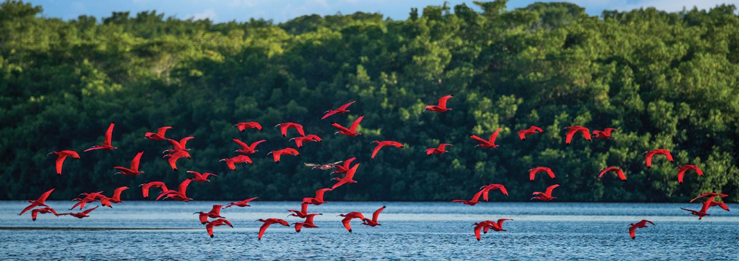 Trinidad Caroni Nature Sanctuary