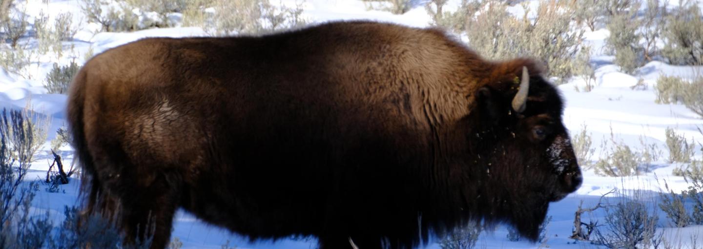 Yellowstone