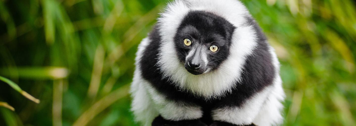 Lemur