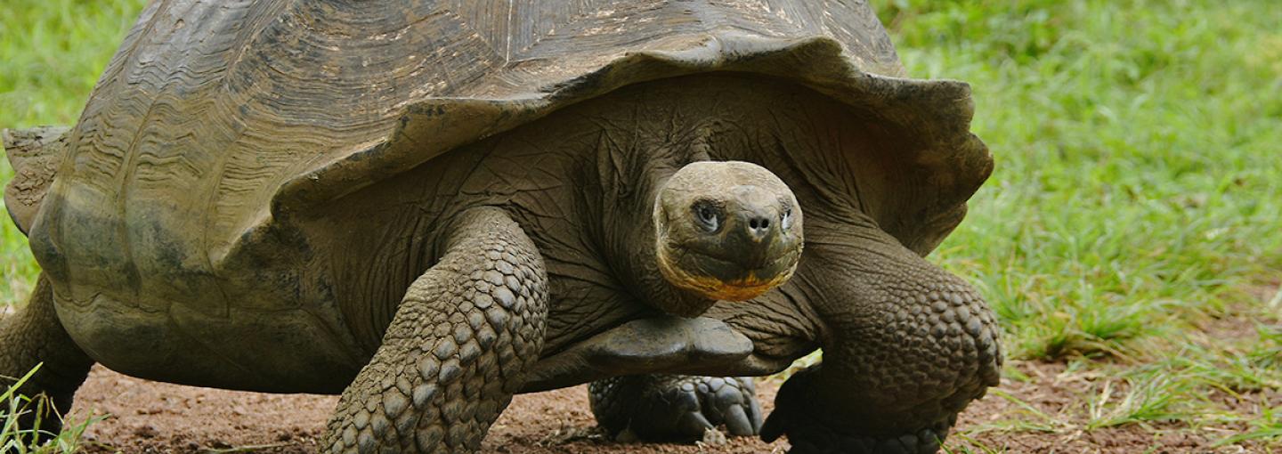 Giant Tortoise