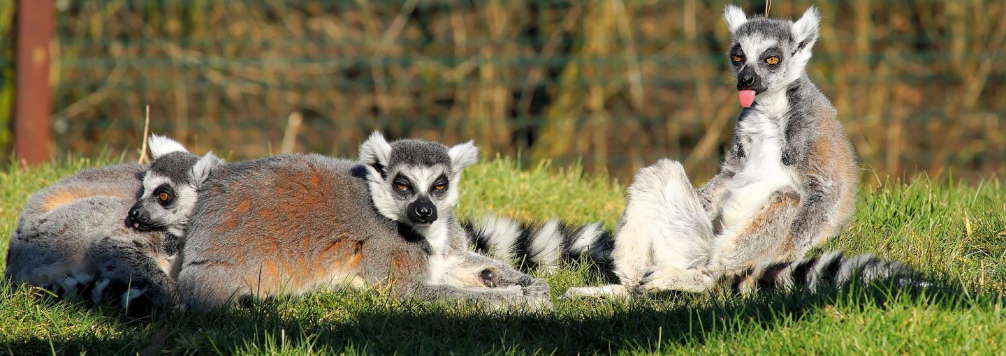 Ring-Tailed Lemurs
