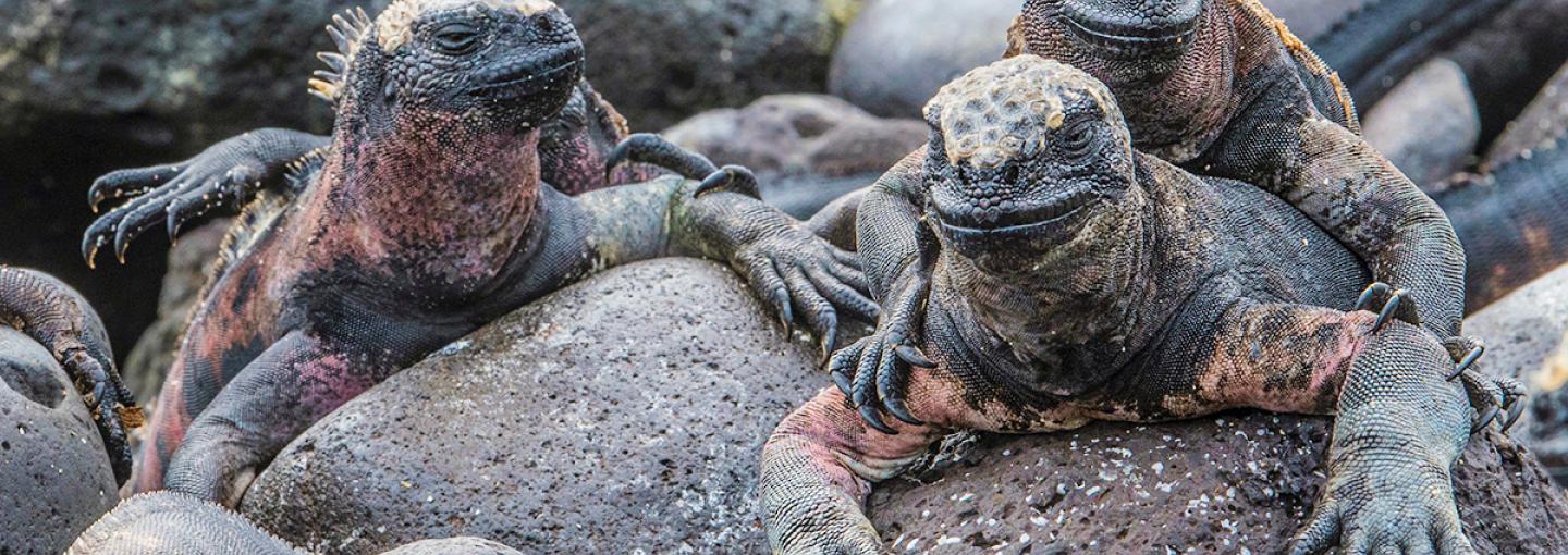 marine iguana
