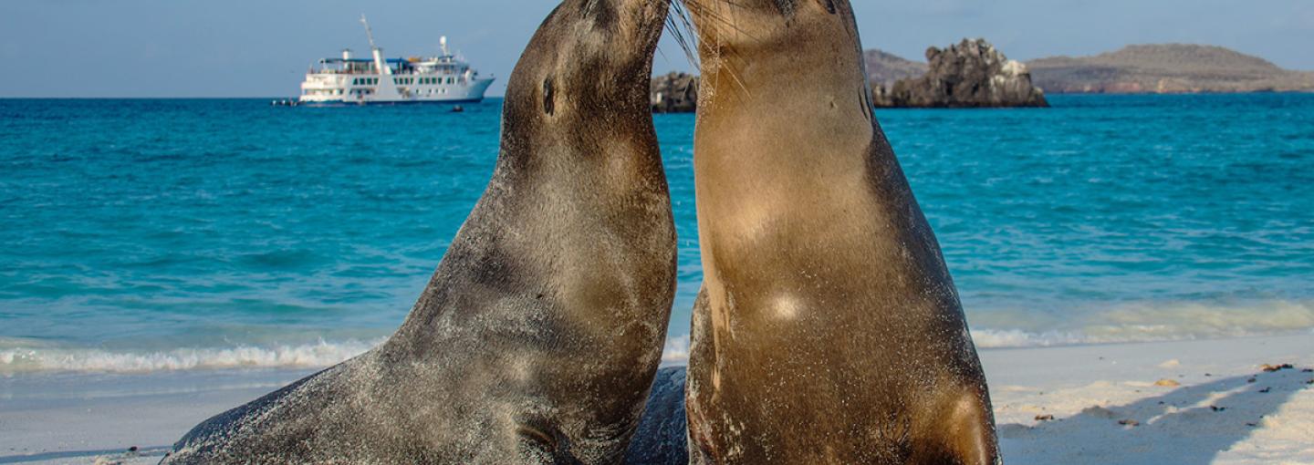 Sea Lions