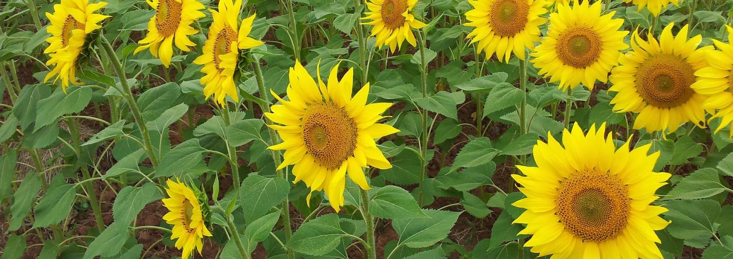 sunflowers