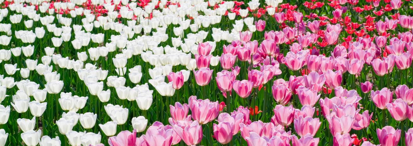 Tulips