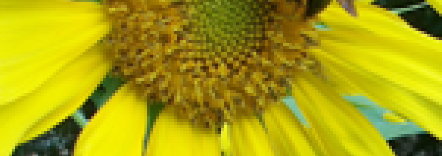 Image - Queen Bees of Citizen Science