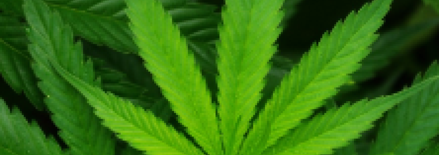 Image - Climate One marijuana program