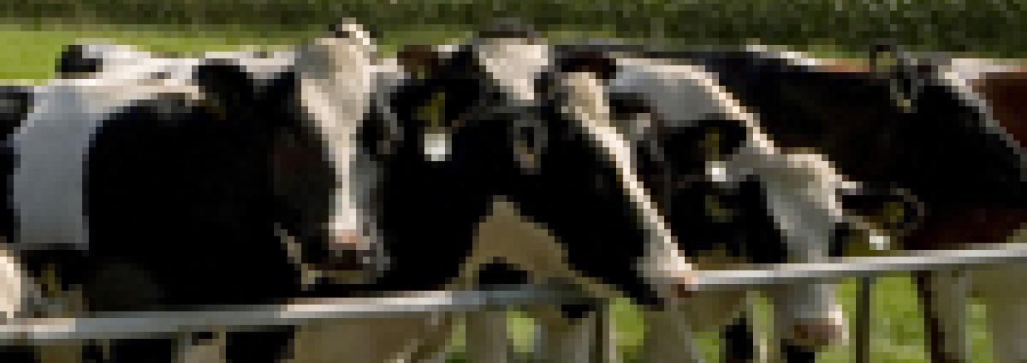 Image - Corn, Cars and Cows