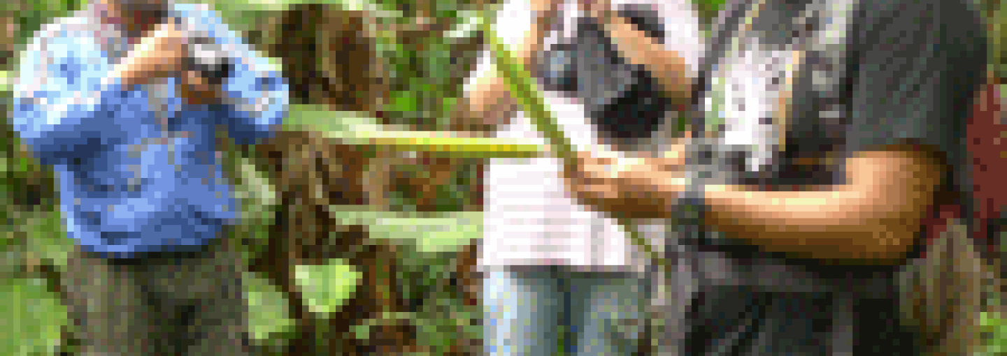 Image - On the Green Beat in the Developing World — Internews