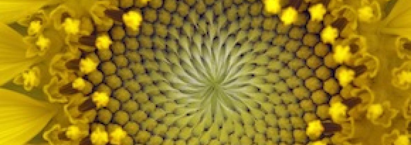 Image - Biomimicry: Nature as Innovation Mentor