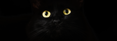 Image - black cat