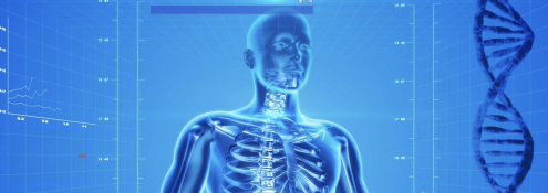 Image - digital illustration of human body