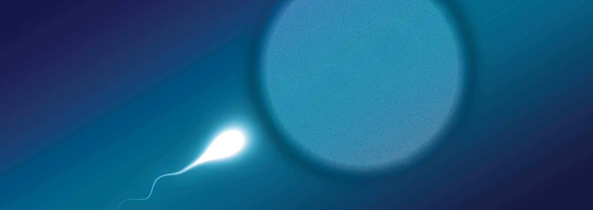 Image - illustration of sperm and egg