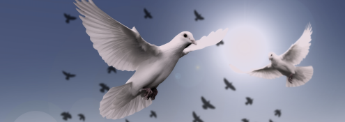 Image - doves in flight