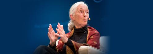 Image - Jane Goodall