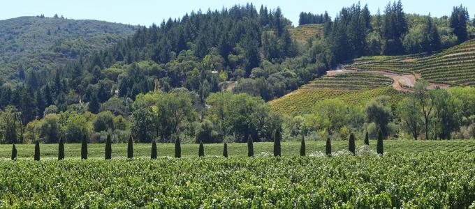 Image - A Holiday Toast to the 2016 Wine Harvest