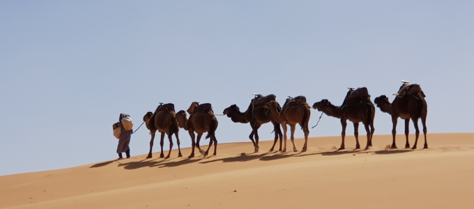 Image - Camels in the Sahara