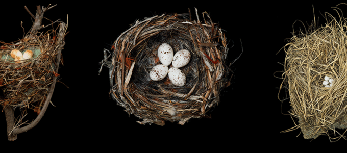 Beyond the Marvel of a Nest Image - Beyond the Marvel of a Nest