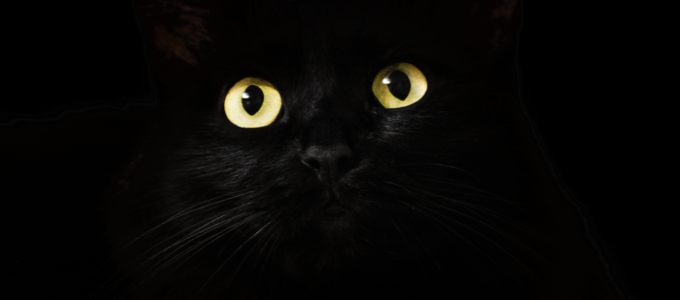 Image - black cat