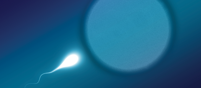 Image - illustration of sperm and egg