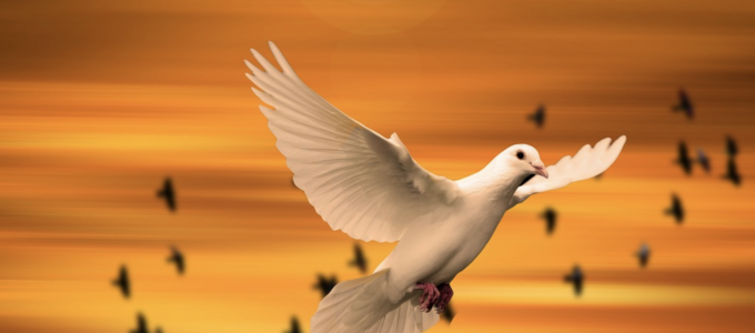 Image - dove