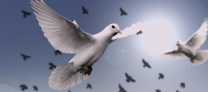 Image - doves in flight