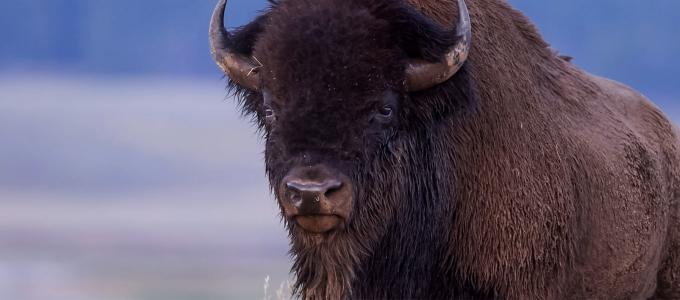 Image - buffalo