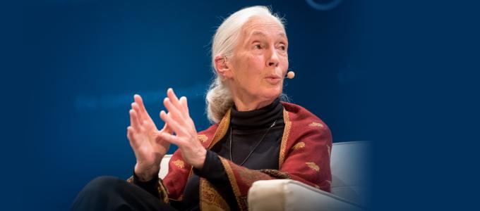 Image - Jane Goodall