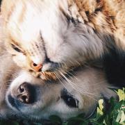 Image - Dog as My Doctor, Cat as My Nurse