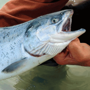 Is There Hope for the Last Wild Salmon Runs of the Pacific Rim? Image - Is There Hope for the Last Wild Salmon Runs of the Pacific Rim?