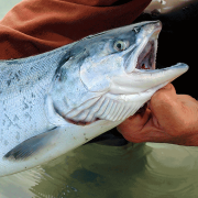 Image - Is There Hope for the Last Wild Salmon Runs of the Pacific Rim?