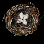 Beyond the Marvel of a Nest Image - Beyond the Marvel of a Nest