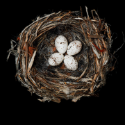 Image - Beyond the Marvel of a Nest