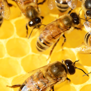 Bees, Butterflies and Your Well-Being Image - Bees, Butterflies and Your Well-Being