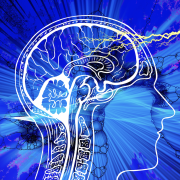 7-1/2 Lessons About the Brain Image - human brain