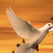 Violence Against the AAPI Community and Rising Above the Hate Image - dove