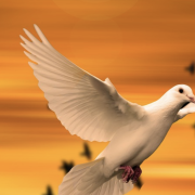 Image - dove