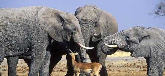Elephants at Chobe