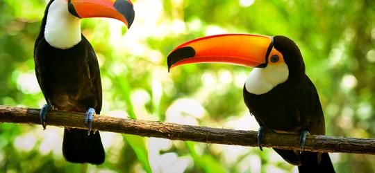 Amazon Toucans