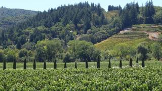 Image - A Holiday Toast to the 2016 Wine Harvest