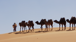 Image - Camels in the Sahara