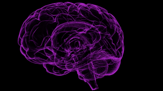 Image - human brain outline