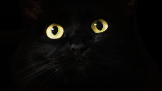 Image - black cat