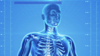 Image - digital illustration of human body