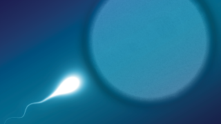 Image - illustration of sperm and egg