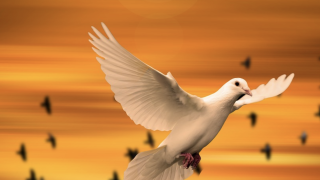 Image - dove