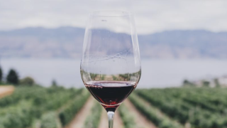 Image - vineyard and glass of wine